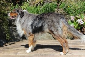 Netis of Woodlake Germany