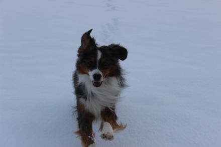 Netis of Woodlake Germany