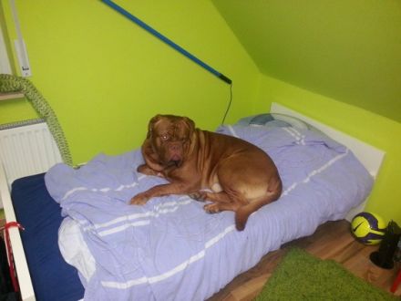 Forman from old Shadow