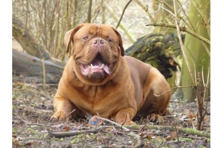 Forman from old Shadow