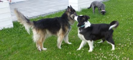 Lebensfreude Hund e.V.