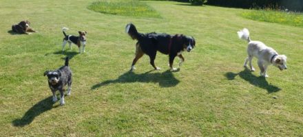 Lebensfreude Hund e.V.