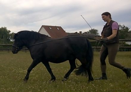 Pferdegesundheitstrainerin Stefanie Brandt