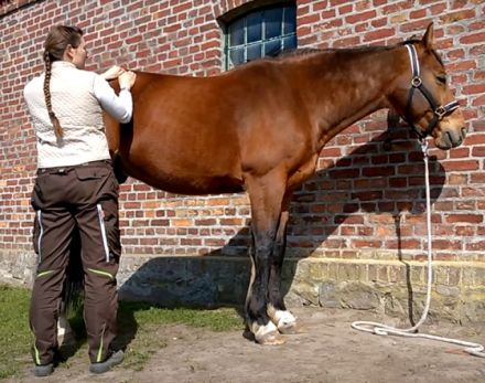 Pferdegesundheitstrainerin Stefanie Brandt