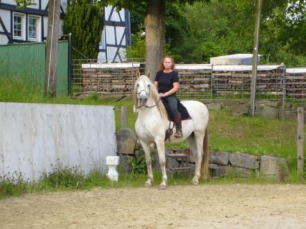 Mobile Tierheilpraxis für Pferde & Kleintiere