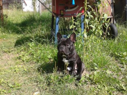 Jack Kozso Alma Suci Szöszi