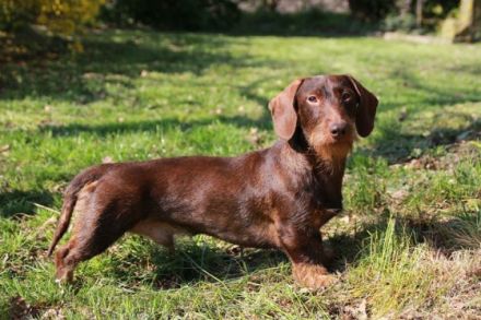 Benno vom Bevergrund