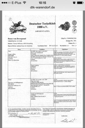 Benno vom Bevergrund