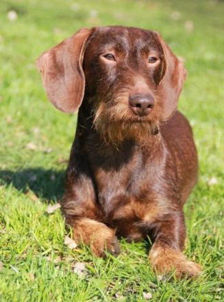 Benno vom Bevergrund