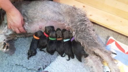 von der Wallauer Mühle