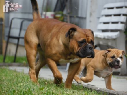 Franconian Bulldogs
