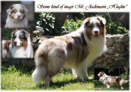 Little Gipsy's Silver Logan RNX DNA-VP