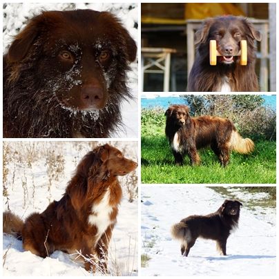 Little Gipsy's Silver Logan RNX DNA-VP