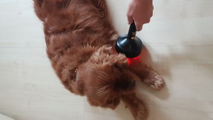 mobile Tierheilpraxis für Hunde, Pferde,Katzen