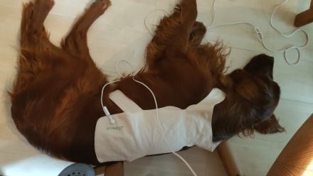 mobile Tierheilpraxis für Hunde, Pferde,Katzen