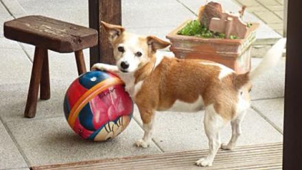 Hundepension privat in Köln Vogelsang