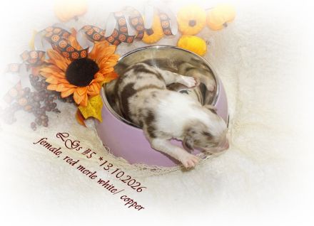 Traumhafte, reinrassige Australian Shepherd Welpen  *13.10.2026 mit ASCA -Papieren!