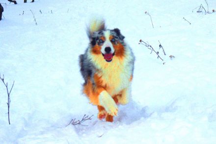 Wurfplanung Herbst 2024!