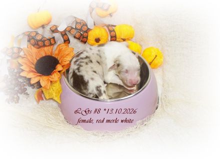 Traumhafte, reinrassige Australian Shepherd Welpen  *13.10.2026 mit ASCA -Papieren!
