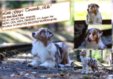 Traumhafte, reinrassige Australian Shepherd Welpen  *13.10.2026 mit ASCA -Papieren!
