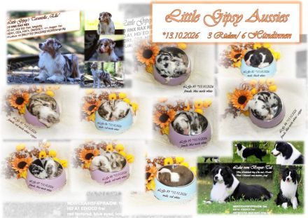 Traumhafte, reinrassige Australian Shepherd Welpen  *13.10.2026 mit ASCA -Papieren!