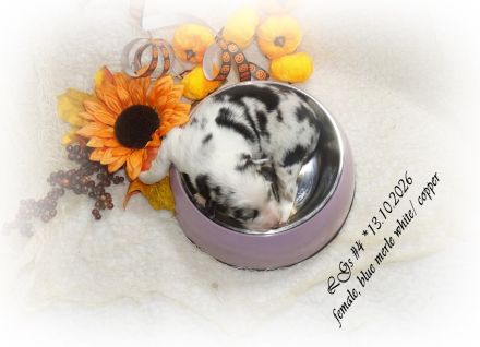 Traumhafte, reinrassige Australian Shepherd Welpen  *13.10.2026 mit ASCA -Papieren!