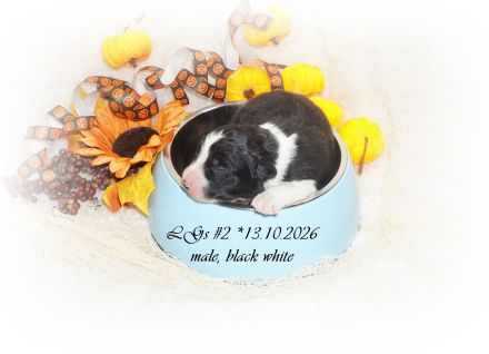 Traumhafte, reinrassige Australian Shepherd Welpen  *13.10.2026 mit ASCA -Papieren!