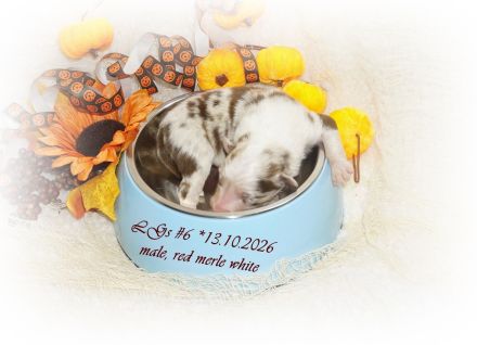 Traumhafte, reinrassige Australian Shepherd Welpen  *13.10.2026 mit ASCA -Papieren!