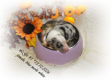 Traumhafte, reinrassige Australian Shepherd Welpen  *13.10.2026 mit ASCA -Papieren!
