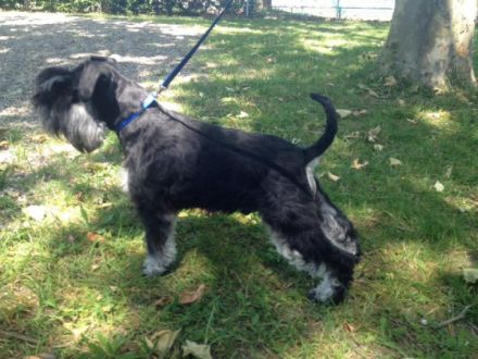 Zwergschnauzer schwarzsilber