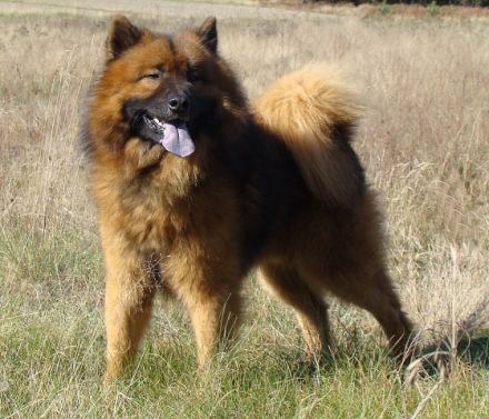 IDOL    OF  NORDIC  ISLAND