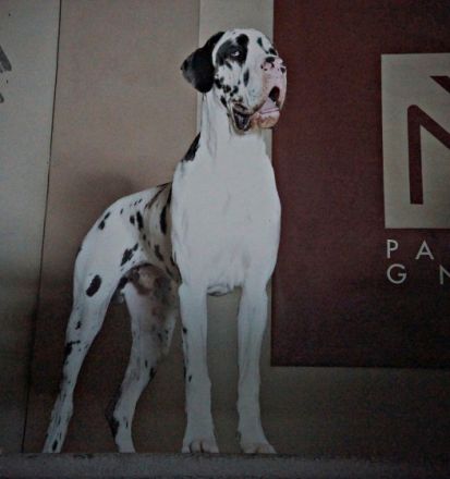 von den Bischofsbäumen