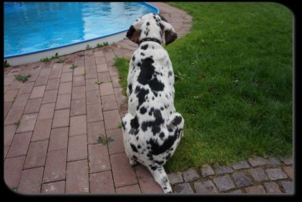 von den Bischofsbäumen