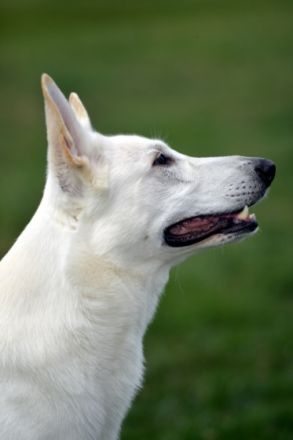 Arne vom Lausitzer Seenland