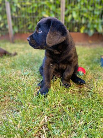 of Sweet As Chocolate Labradors