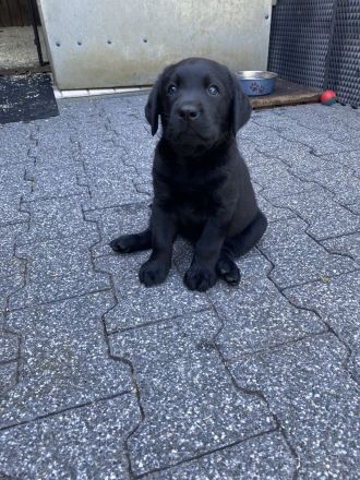 of Sweet As Chocolate Labradors