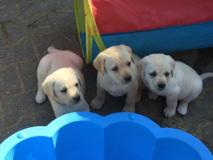 of Sweet As Chocolate Labradors