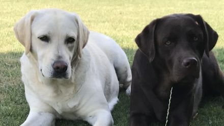 of Sweet As Chocolate Labradors