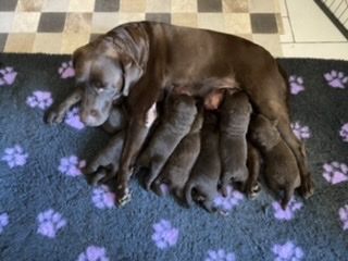 of Sweet As Chocolate Labradors