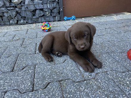 of Sweet As Chocolate Labradors