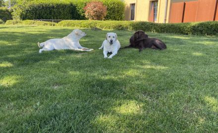 of Sweet As Chocolate Labradors
