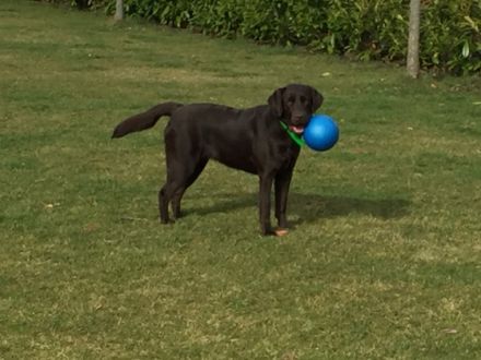 of Sweet As Chocolate Labradors