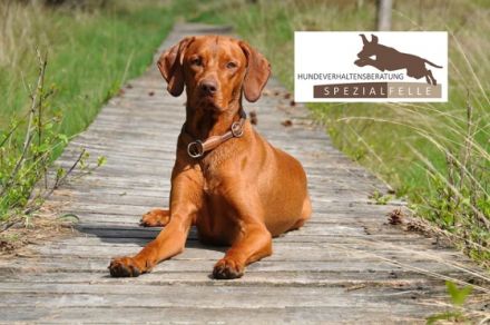 Hundeverhaltensberatung Spezialfelle