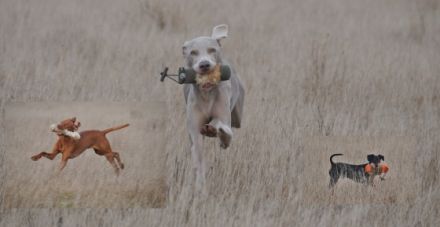 Hundeverhaltensberatung Spezialfelle