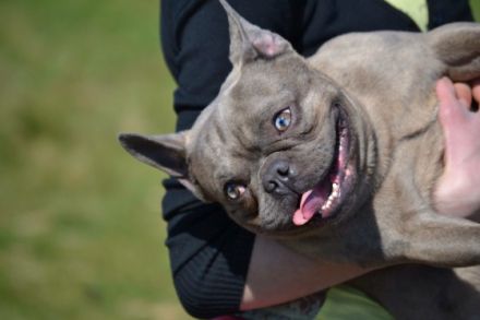 Hugo Boss vom Westerwald