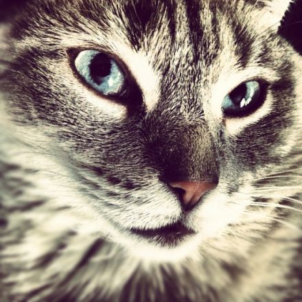 TiPSY - Tierpsychologische Hundepension