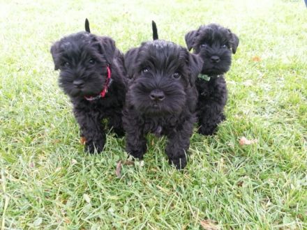 of Victorious Angels