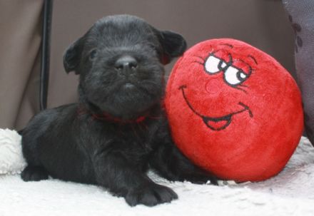 of Victorious Angels