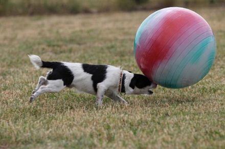 Hundeschule Gütersloh OWL