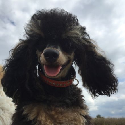 Zwergpudel vom Sternenstaub